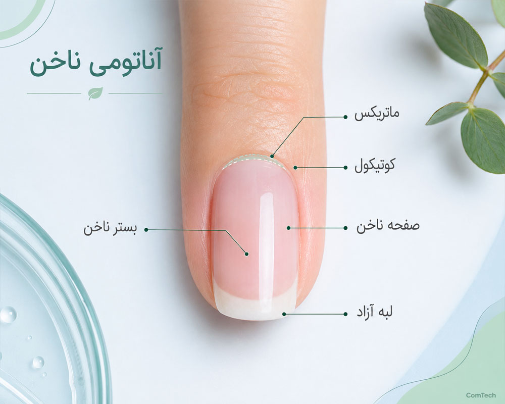 آموزش آناتومی طبیعی ناخن آموزش آناتومی طبیعی ناخن